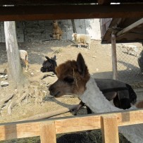 3. odd. ZOO Gymnázium