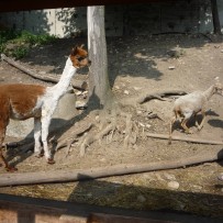 2.odd. ZOO GYMNÁZIUM
